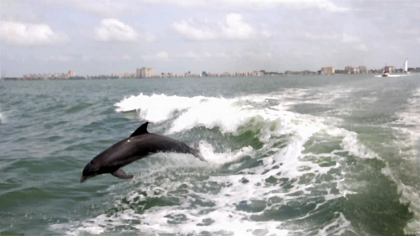 dolphins surfing the wake